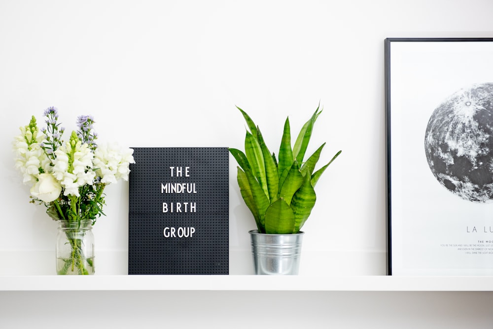 minimalist photography of potted plants and flowers in a display shelf