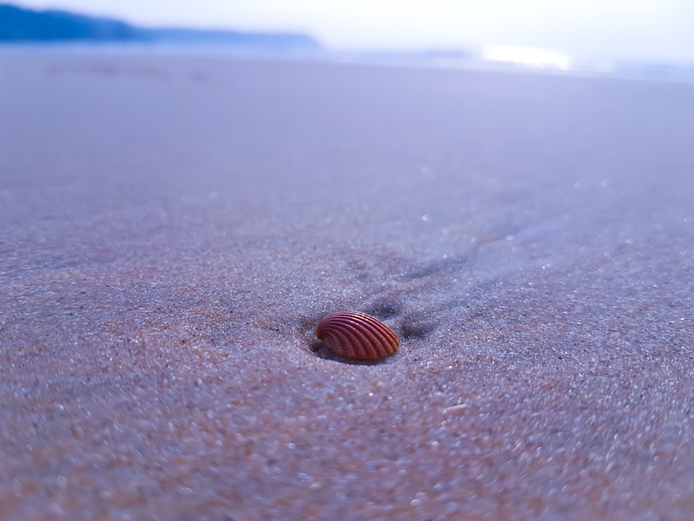 Concha de almeja roja sobre arena marrón
