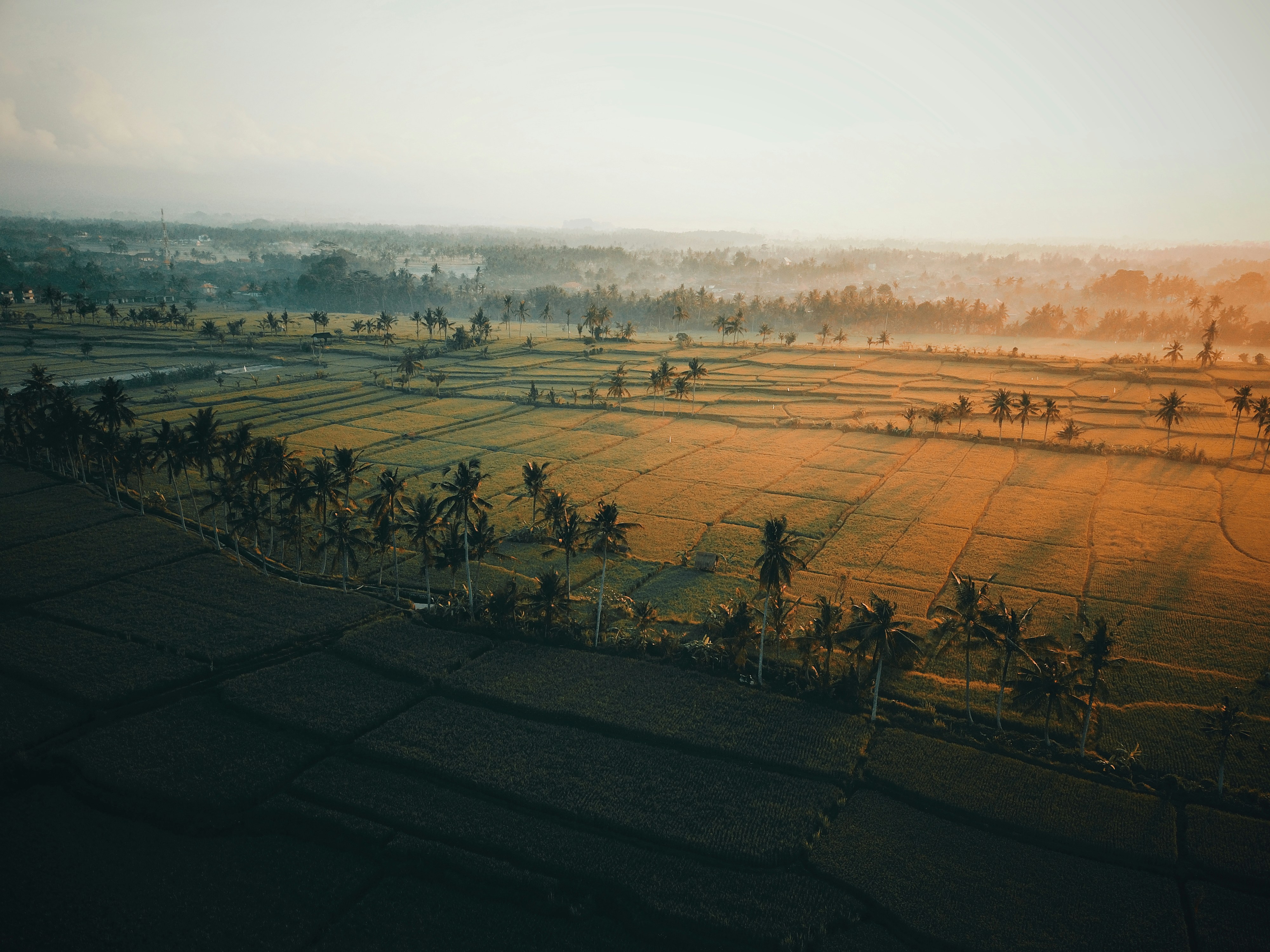green rice field with coconut trees