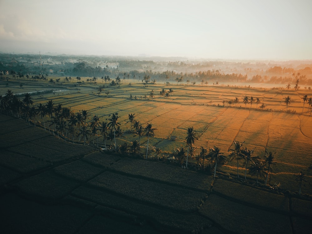 green rice field with coconut trees