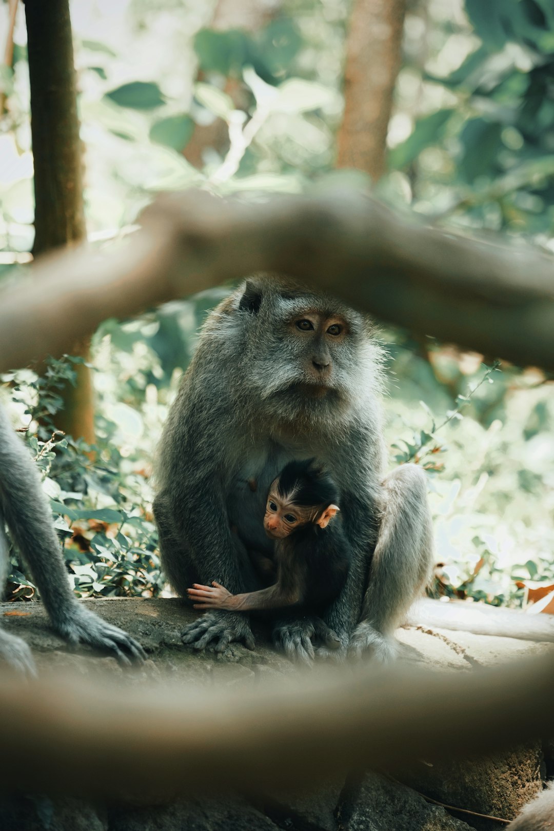monkey holding on to a baby monkey