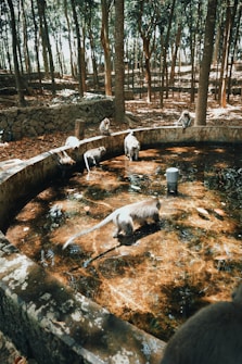 Several monkeys gather around and within a large, circular water tank in a forested area. The scene is illuminated by sunlight filtering through the trees, casting reflections in the water. The stone tank is old and weathered, surrounded by tall trees with dense foliage and a dry, leaf-strewn forest floor.