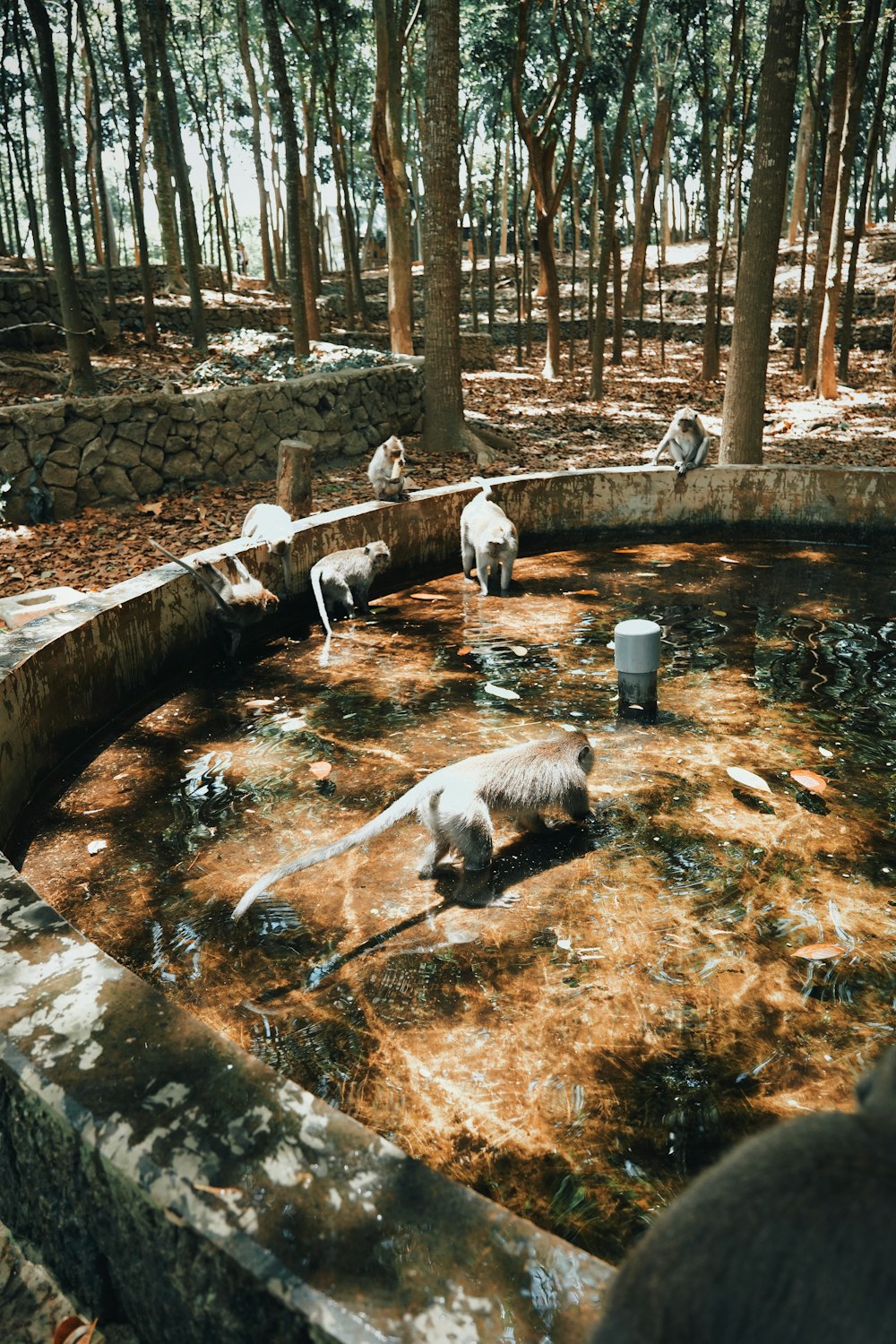 brown monkeys standing on pond