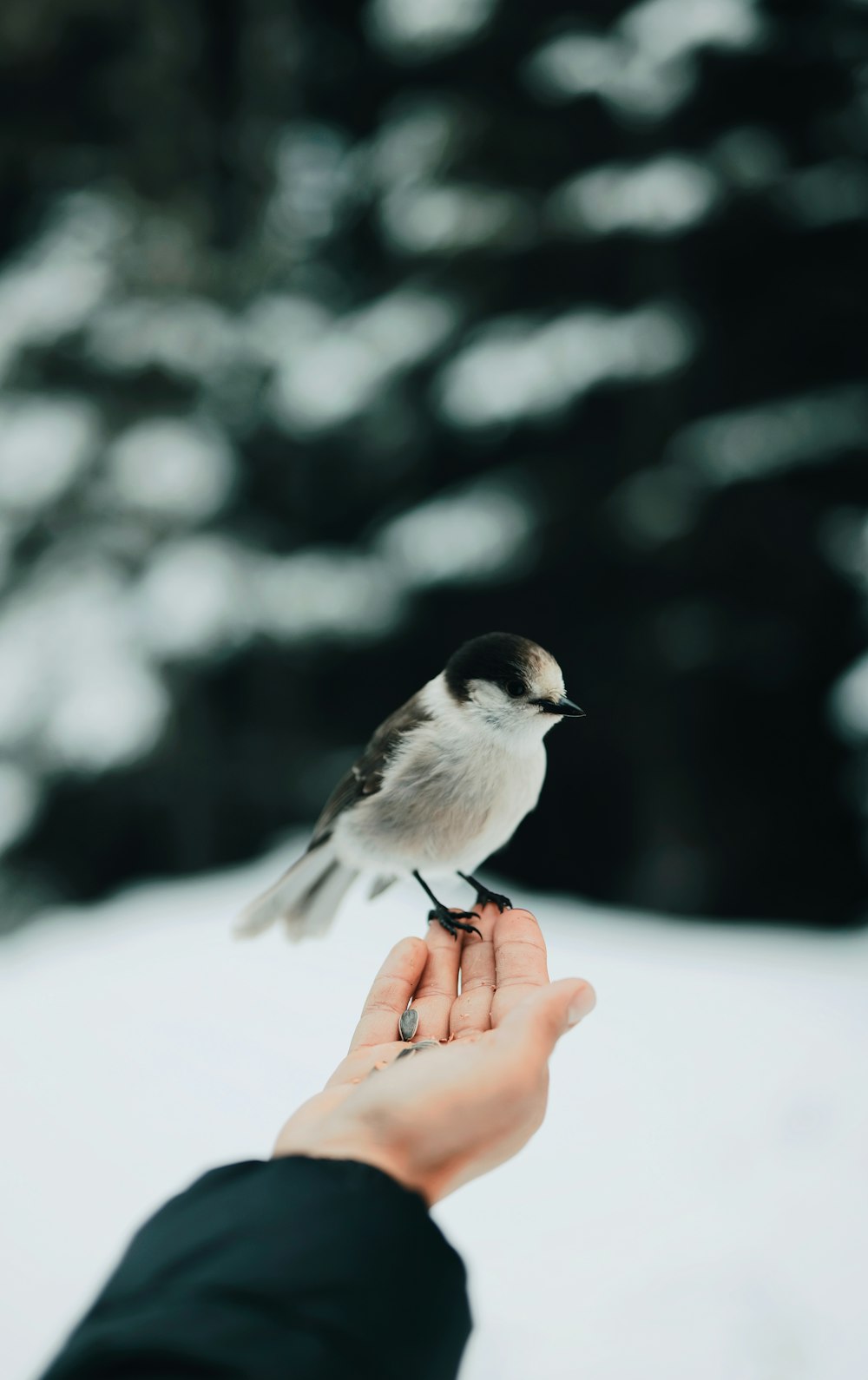 white and gray bird