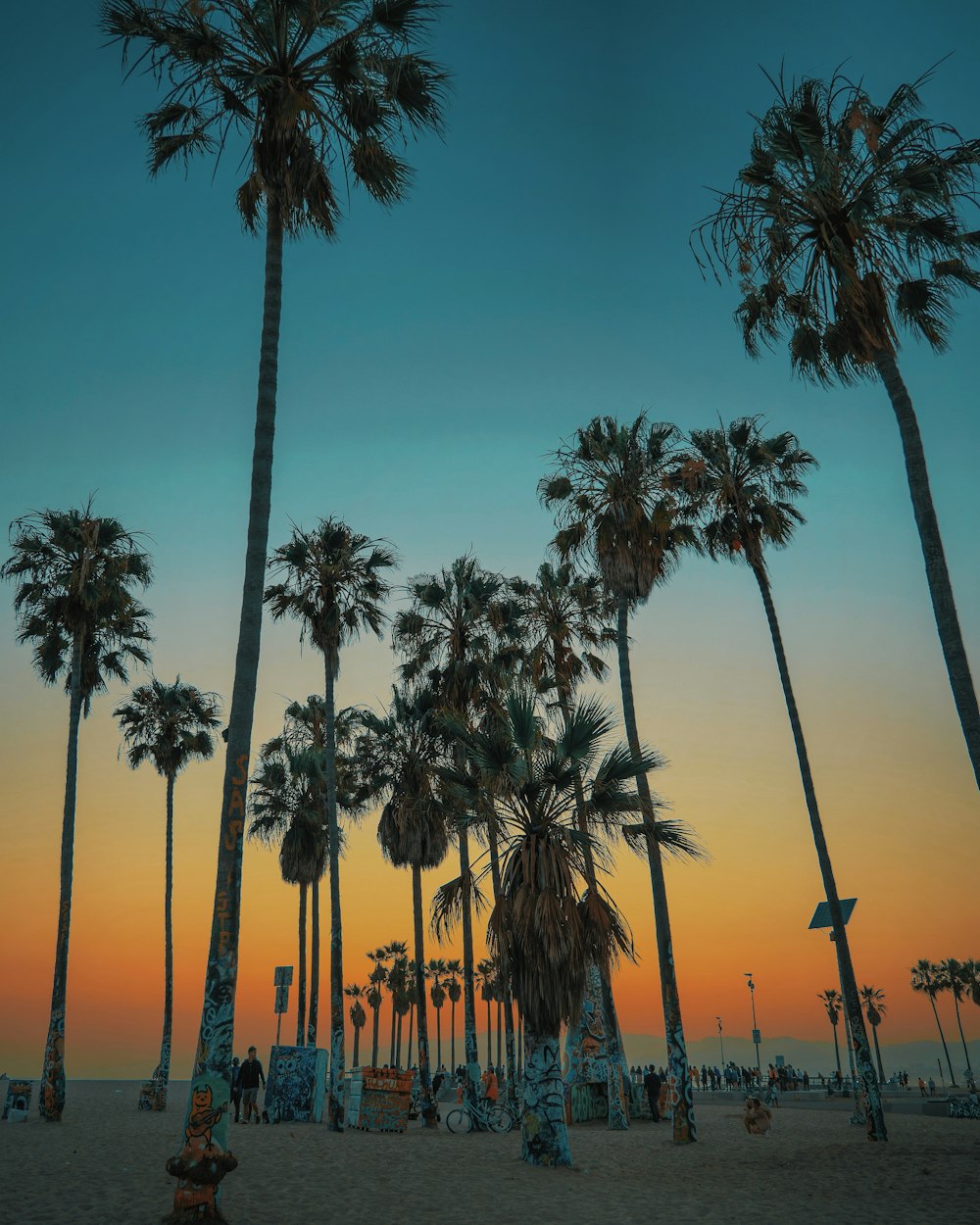 low angle photo of palm trees