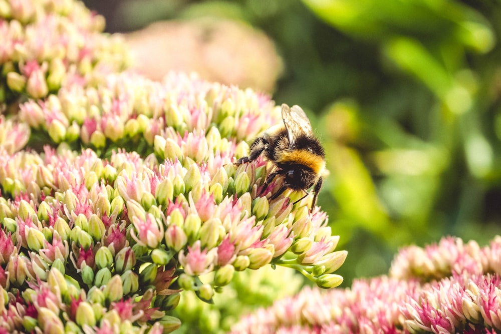 macro photography of a bumble bee on flowers