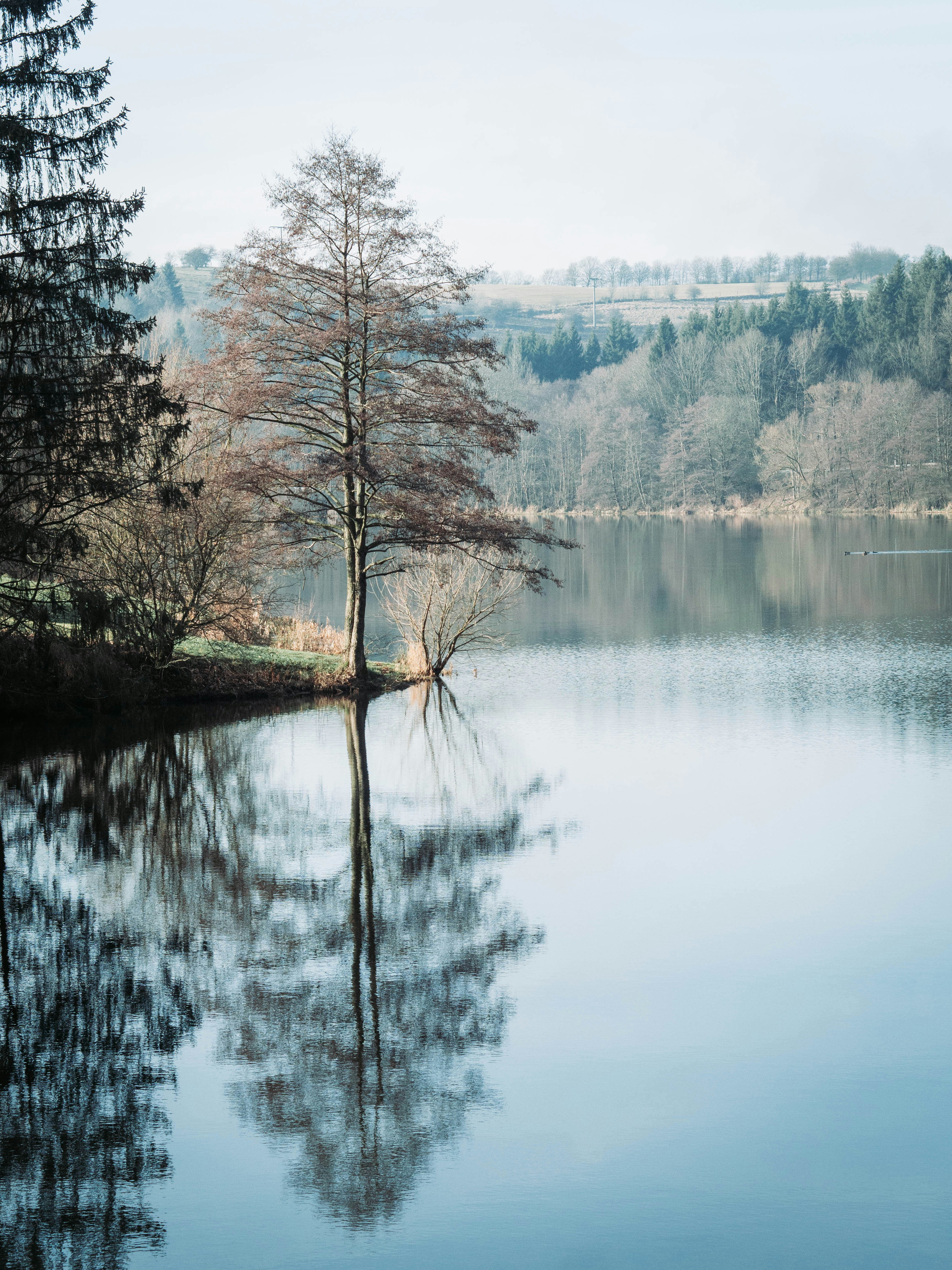 trees beside the lake view during daytime