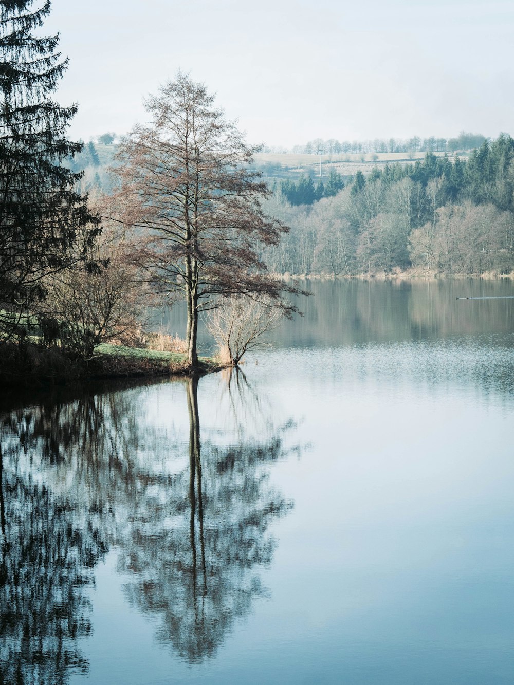 trees beside the lake view during daytime