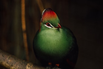 A vibrant green bird with a striking red crest and dark, expressive eyes perches on a branch. The bird's feathers have a glossy appearance, and its gaze is directed slightly off to the side, creating a profile view. The background is dark, which enhances the bird's vivid colors.
