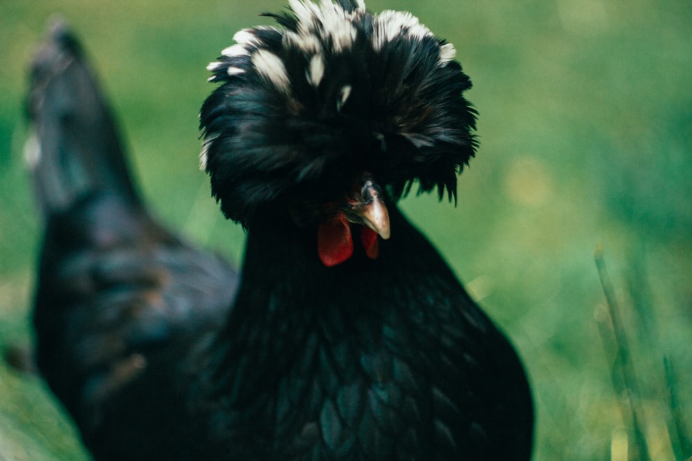 black chicken