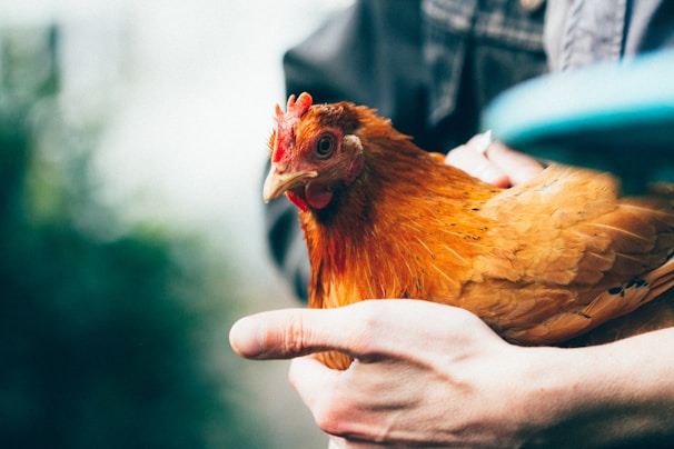 Local farmer gently holding a live country chicken in a lush green farm setting.