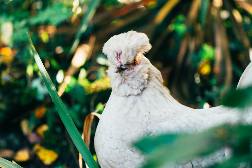 white chicken