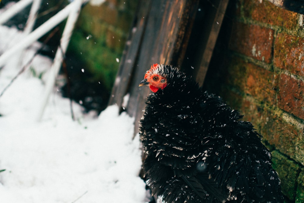 black chicken