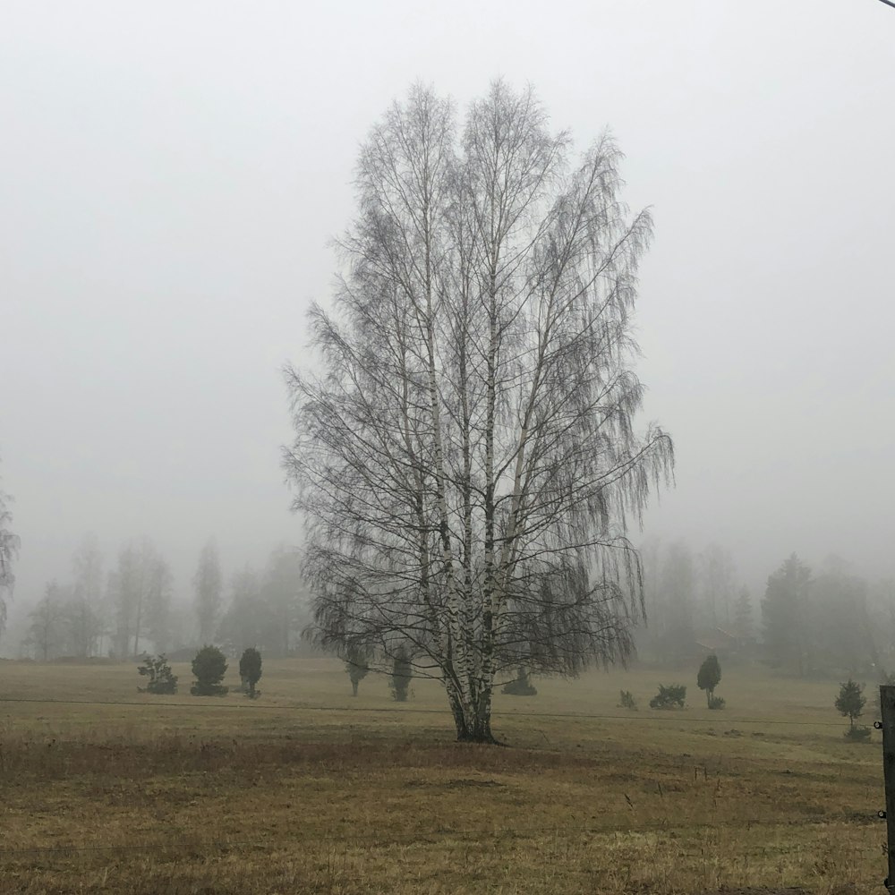 trees at the field surrounded with fogs