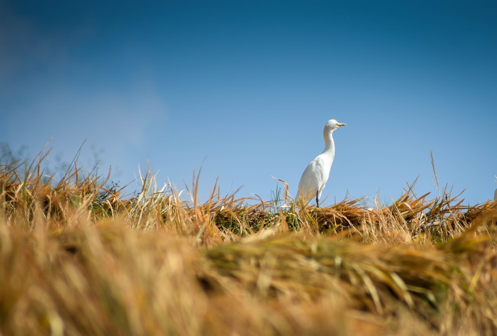white bird on brown grass field during daytime