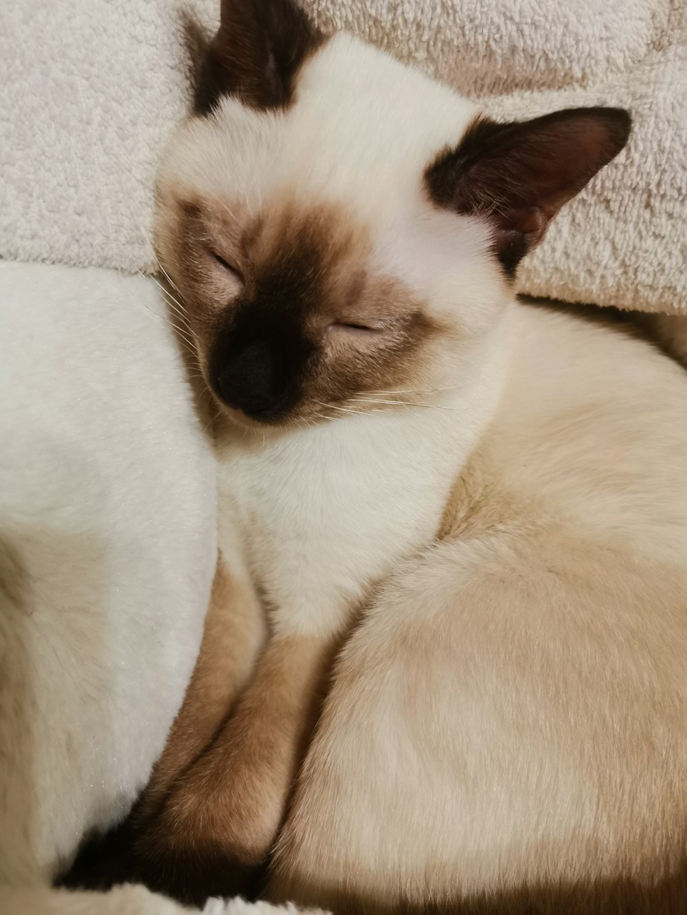 Siamese cat lying on sofa