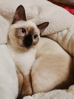 A Siamese cat with striking blue eyes rests comfortably against a cream-colored, fluffy blanket. The cat's fur is a mix of cream and a darker shade around the face and ears.