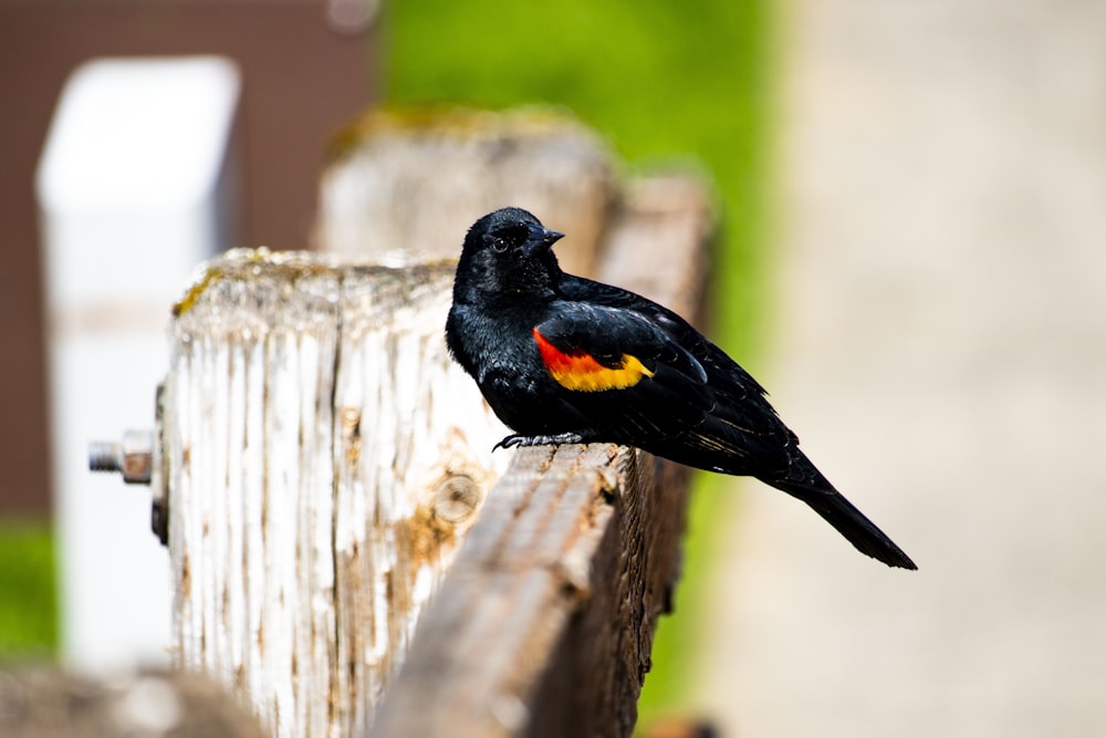 black and orange bird sitting on brown wooden fenc