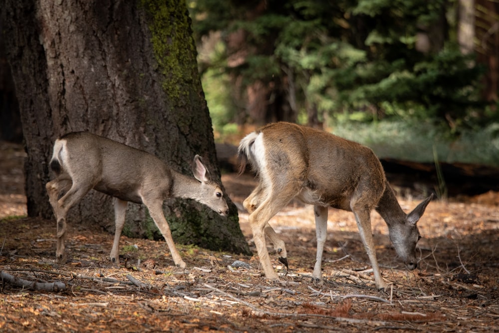 two brown deer beside tree