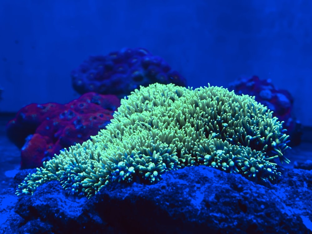 under water photography of coral