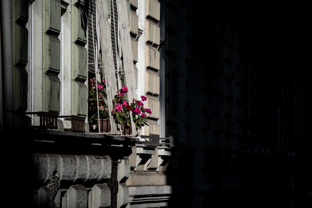 pink flowers beside window