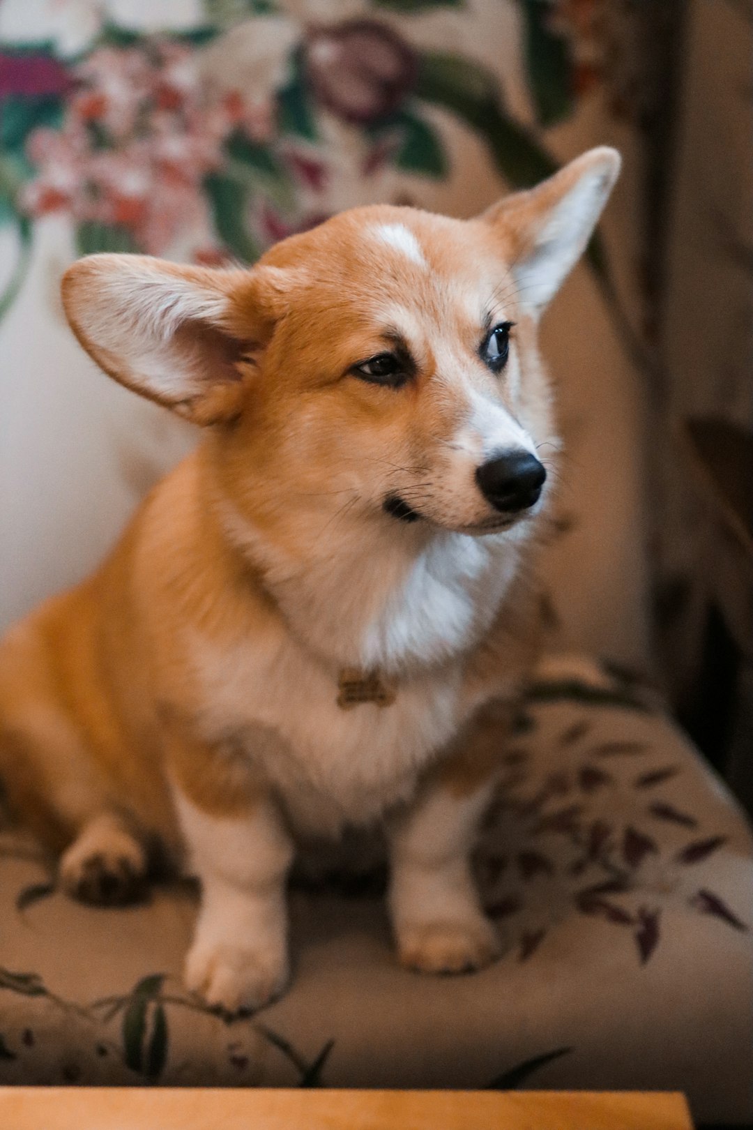adult brown and white Welch corgi