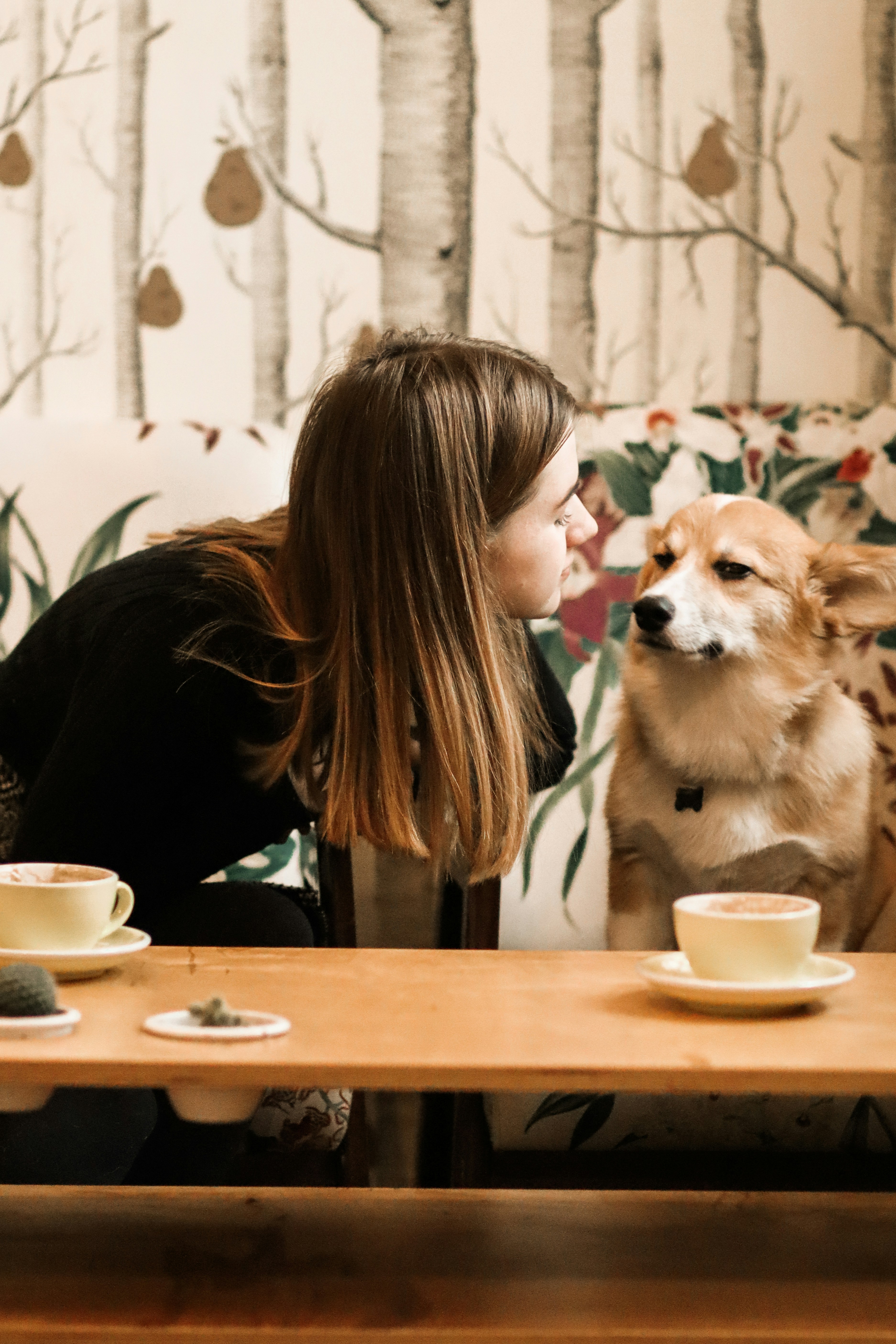Dog Cafe Pictures Download Free Images On Unsplash