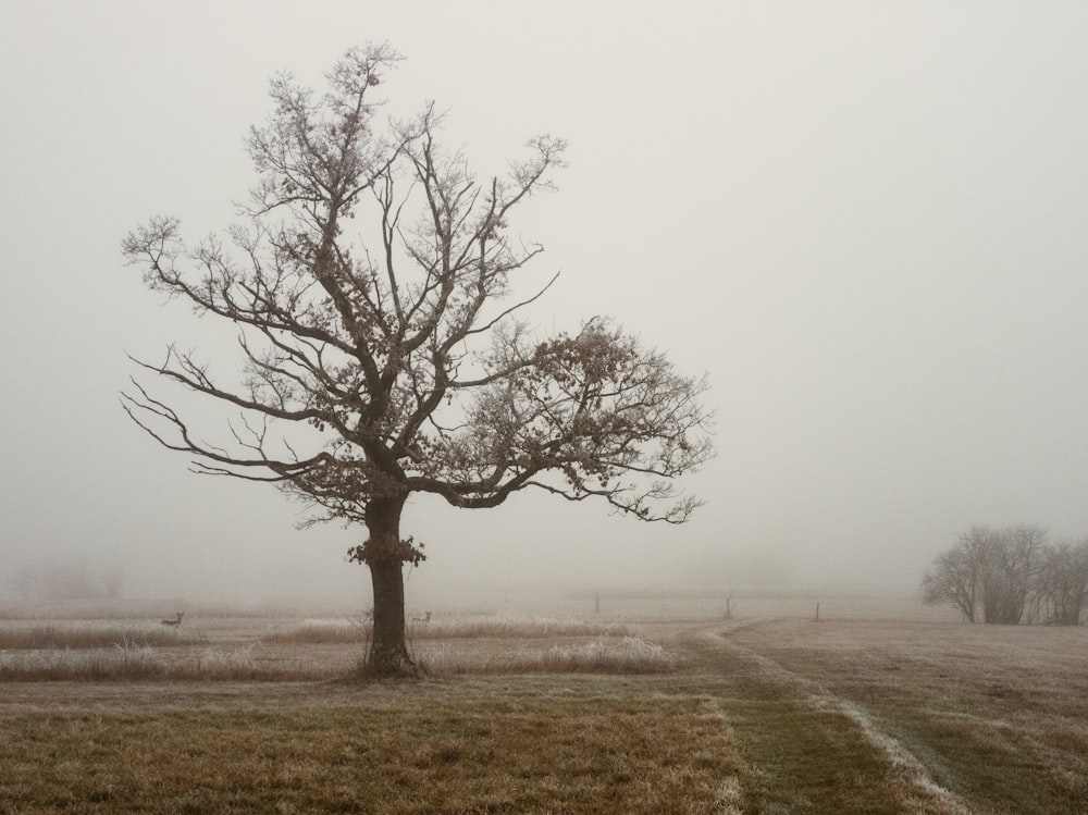 brown tree covered with mist