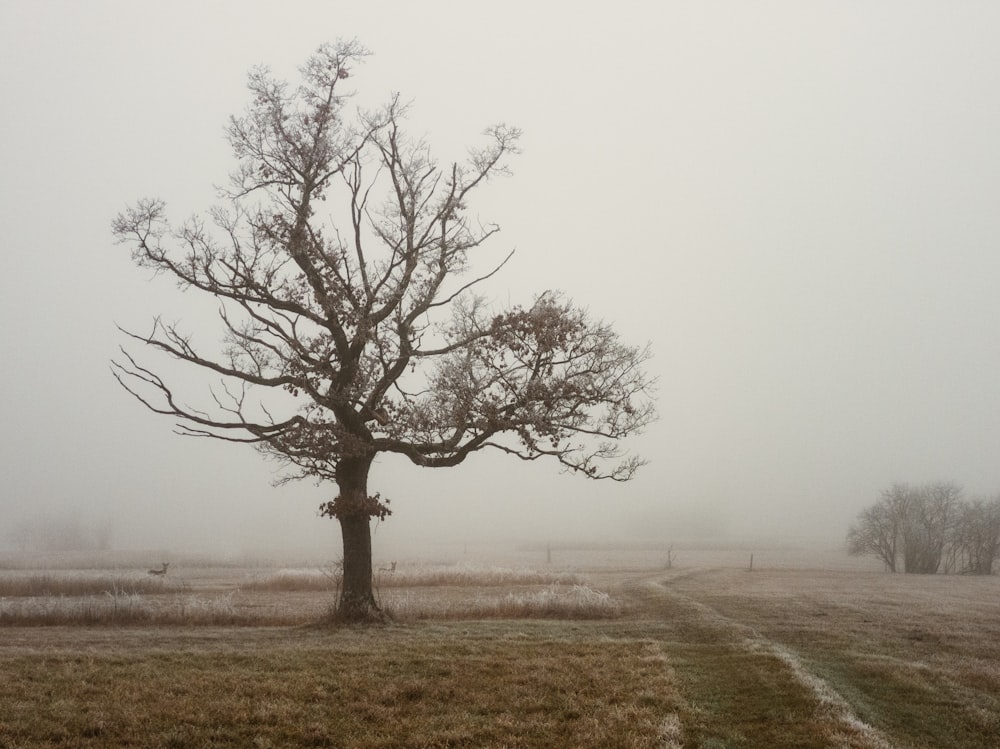 arbre brun couvert de brume