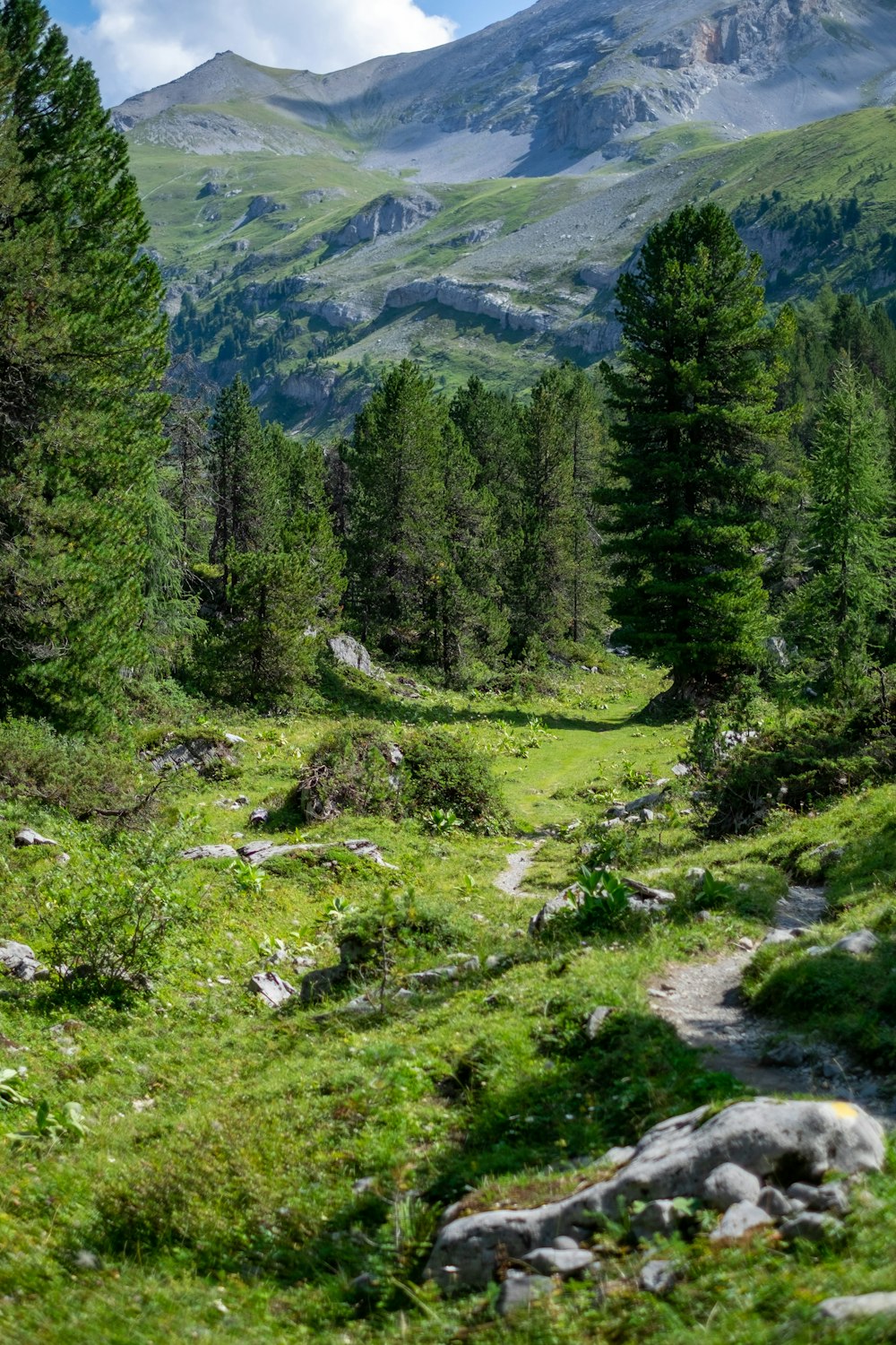 landscape photography of green trees and mountain