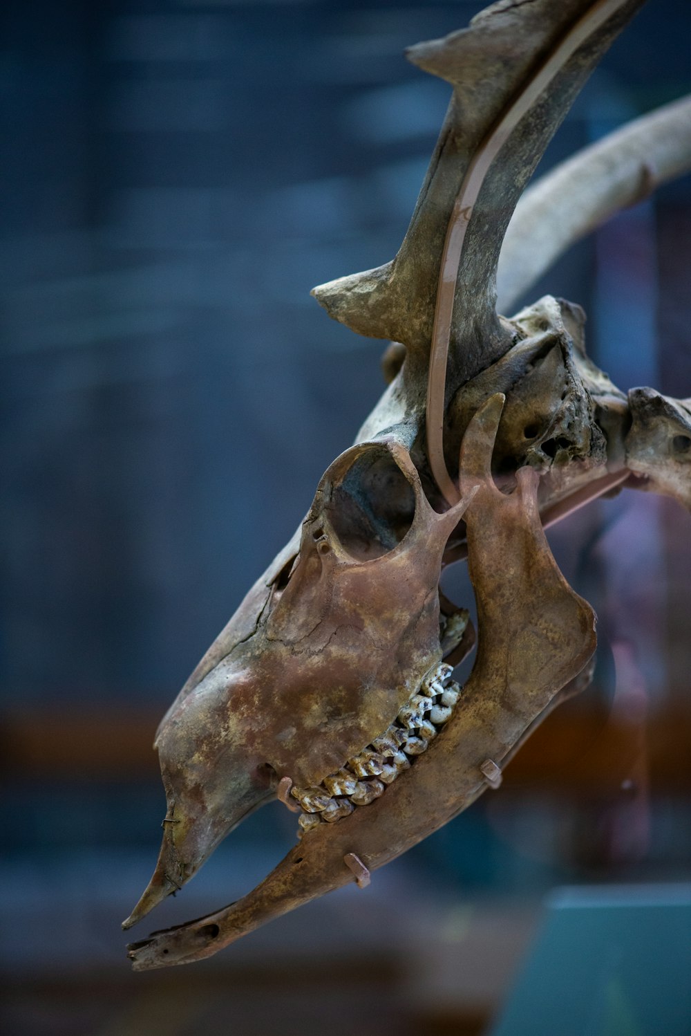 動物の頭蓋骨