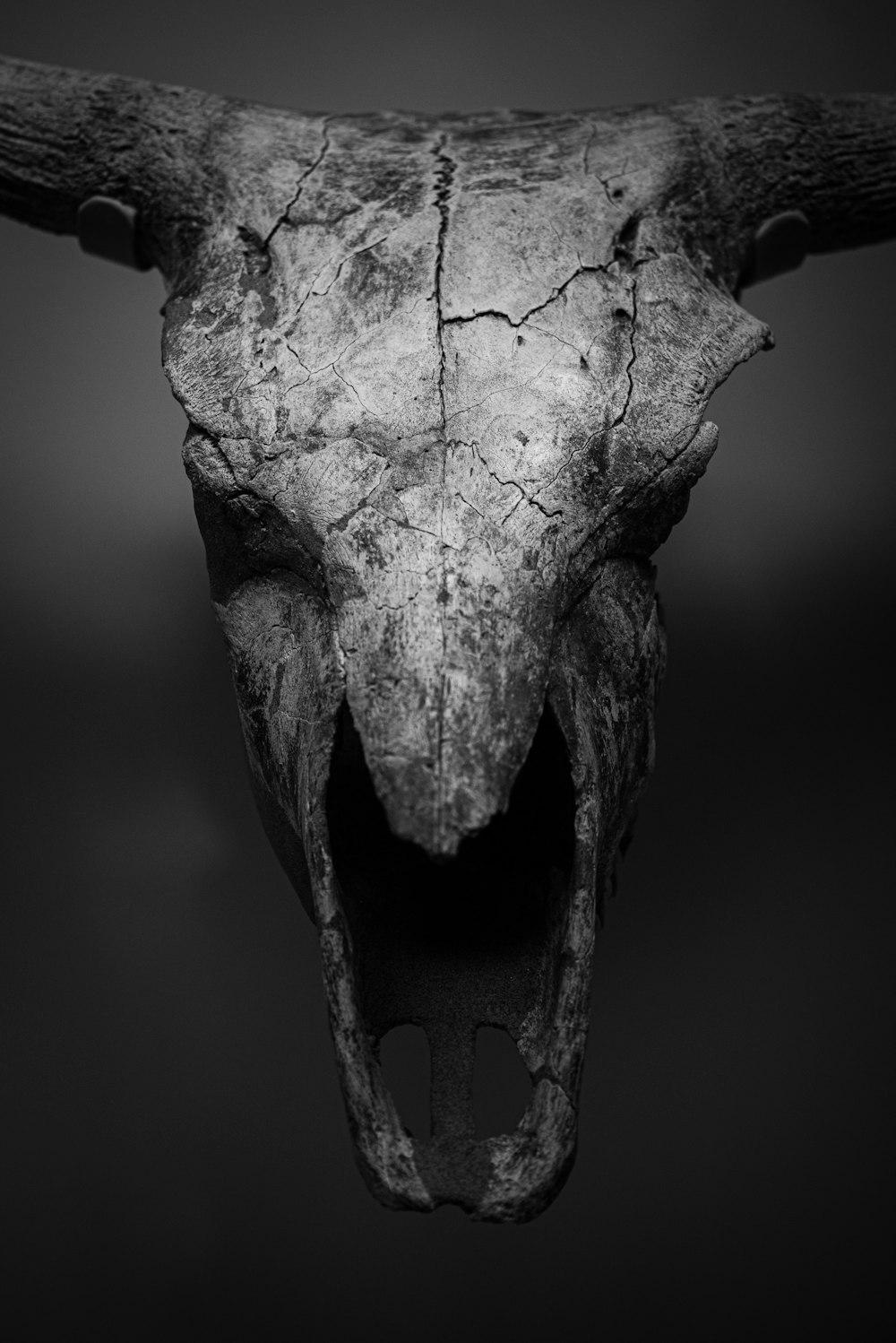 greyscale photo of animal skull