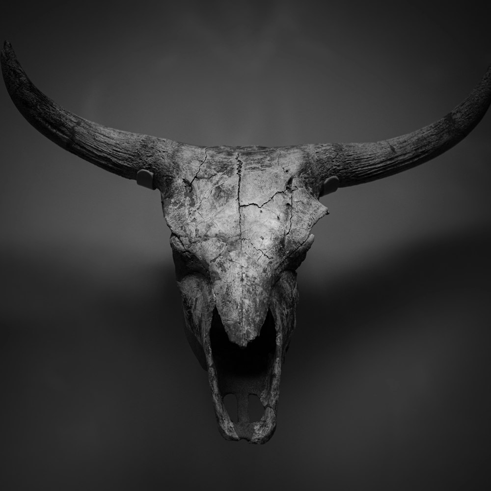 white cattle skull