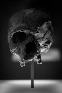 grayscale photography of a skull