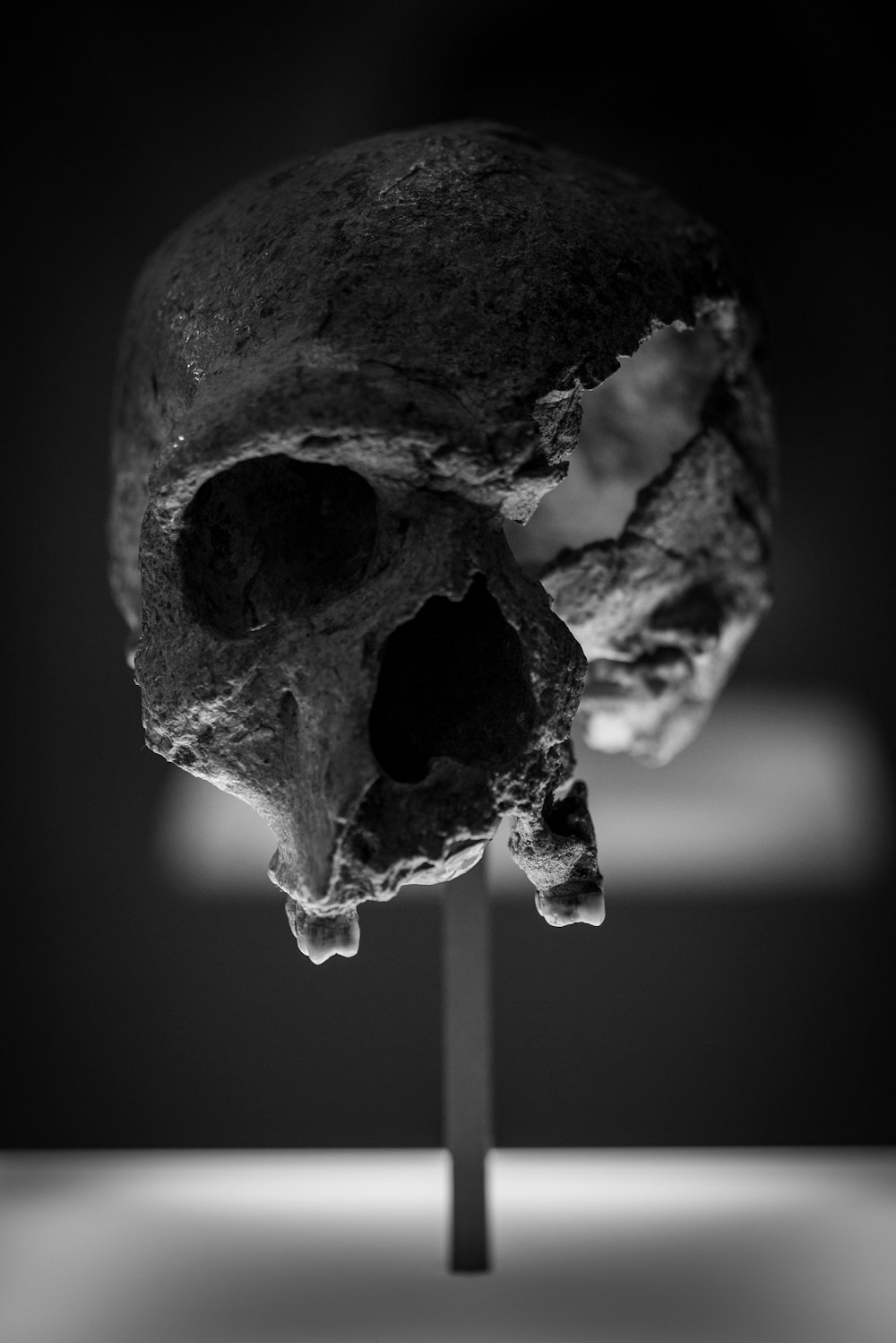 Photographie en niveaux de gris d’un crâne