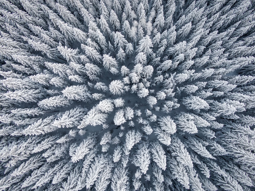 aerial photo of snow-covered trees