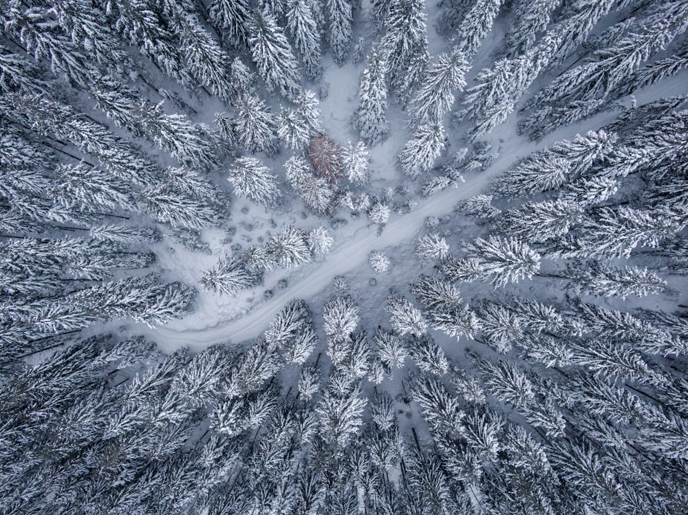 aerial photo of snow-covered trees