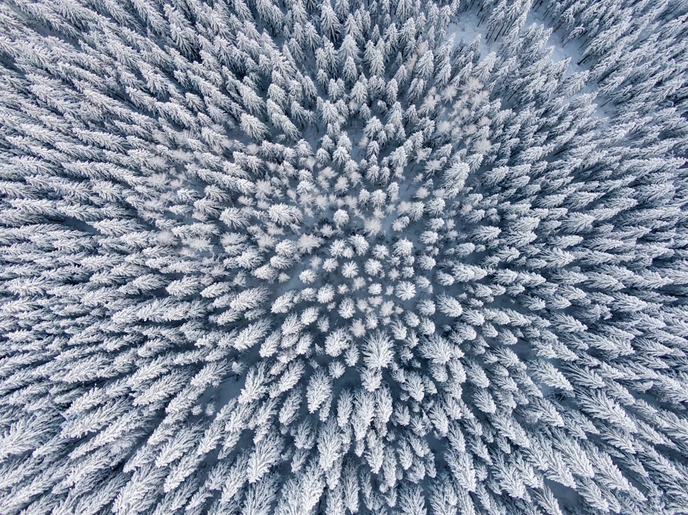 aerial photo of snow-covered trees