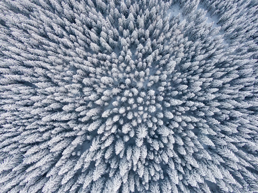 雪に覆われた木々の航空写真