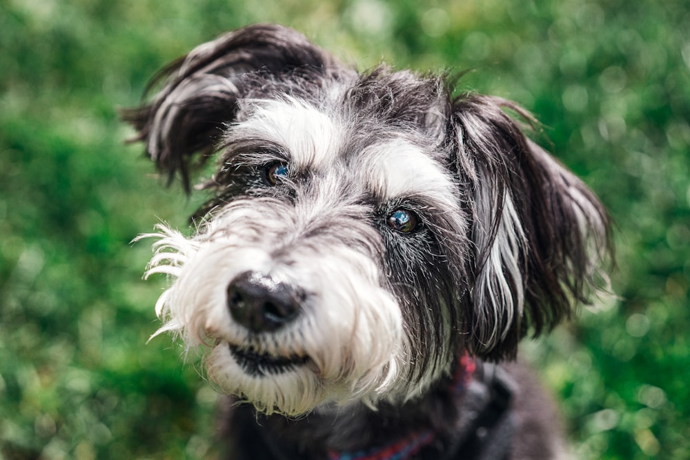 medium-coated black and white dog