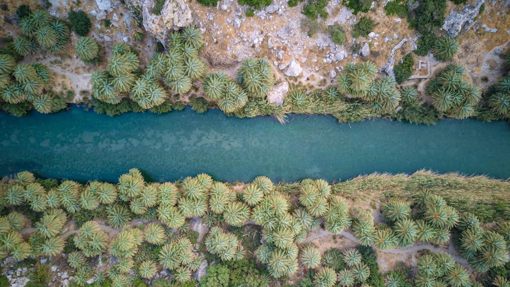 Arbres au bord de la rivière