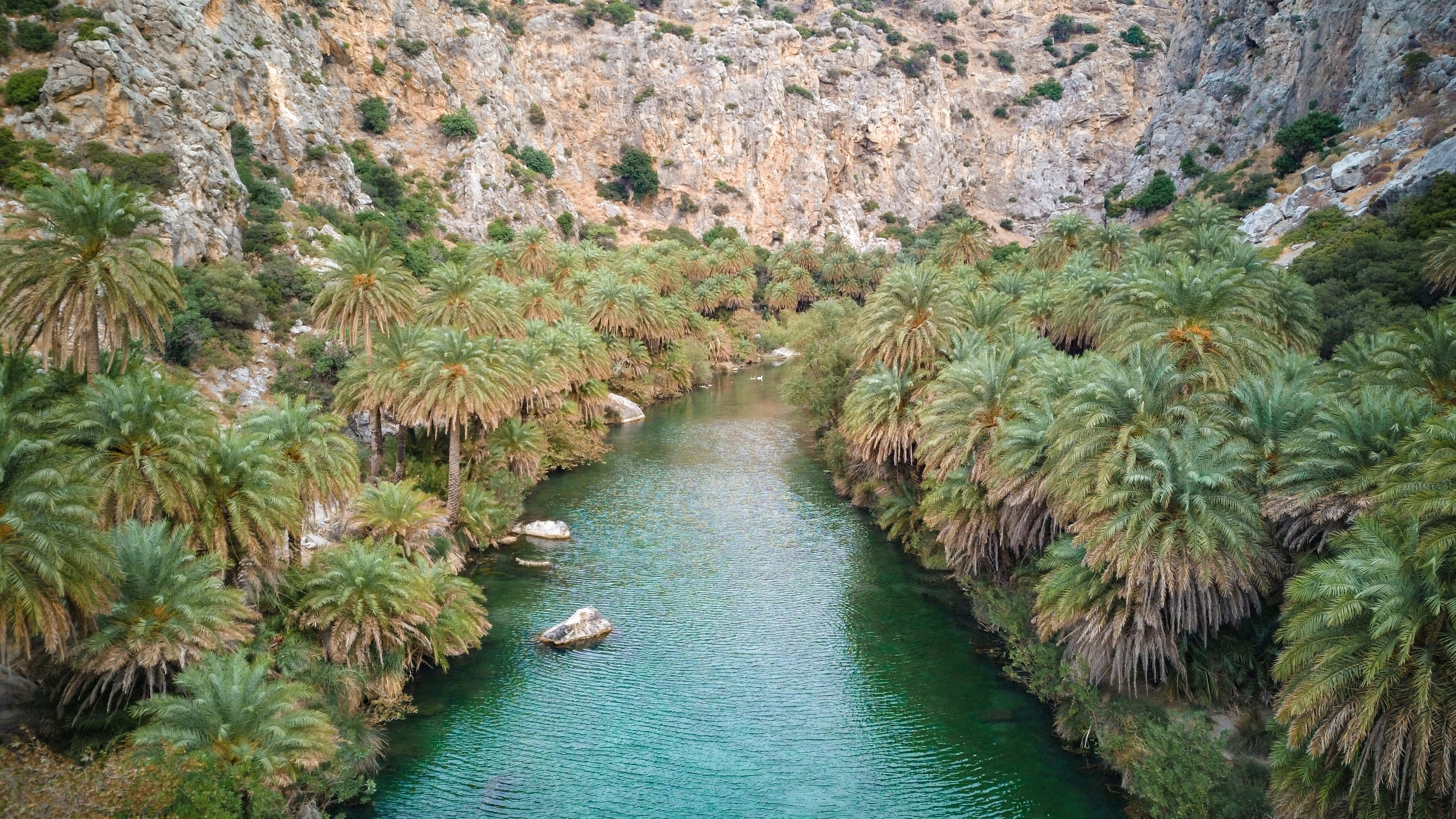 green-leaved trees beside river