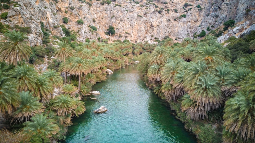 green-leaved trees beside river