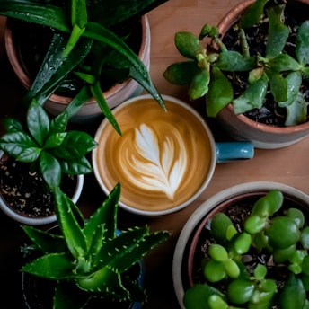 cup of brown coffee surrounded with green-leafed plants in pot