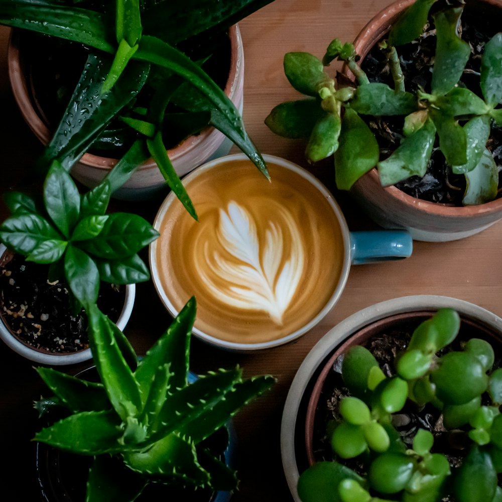 tasse de café brun entourée de plantes à feuilles vertes en pot
