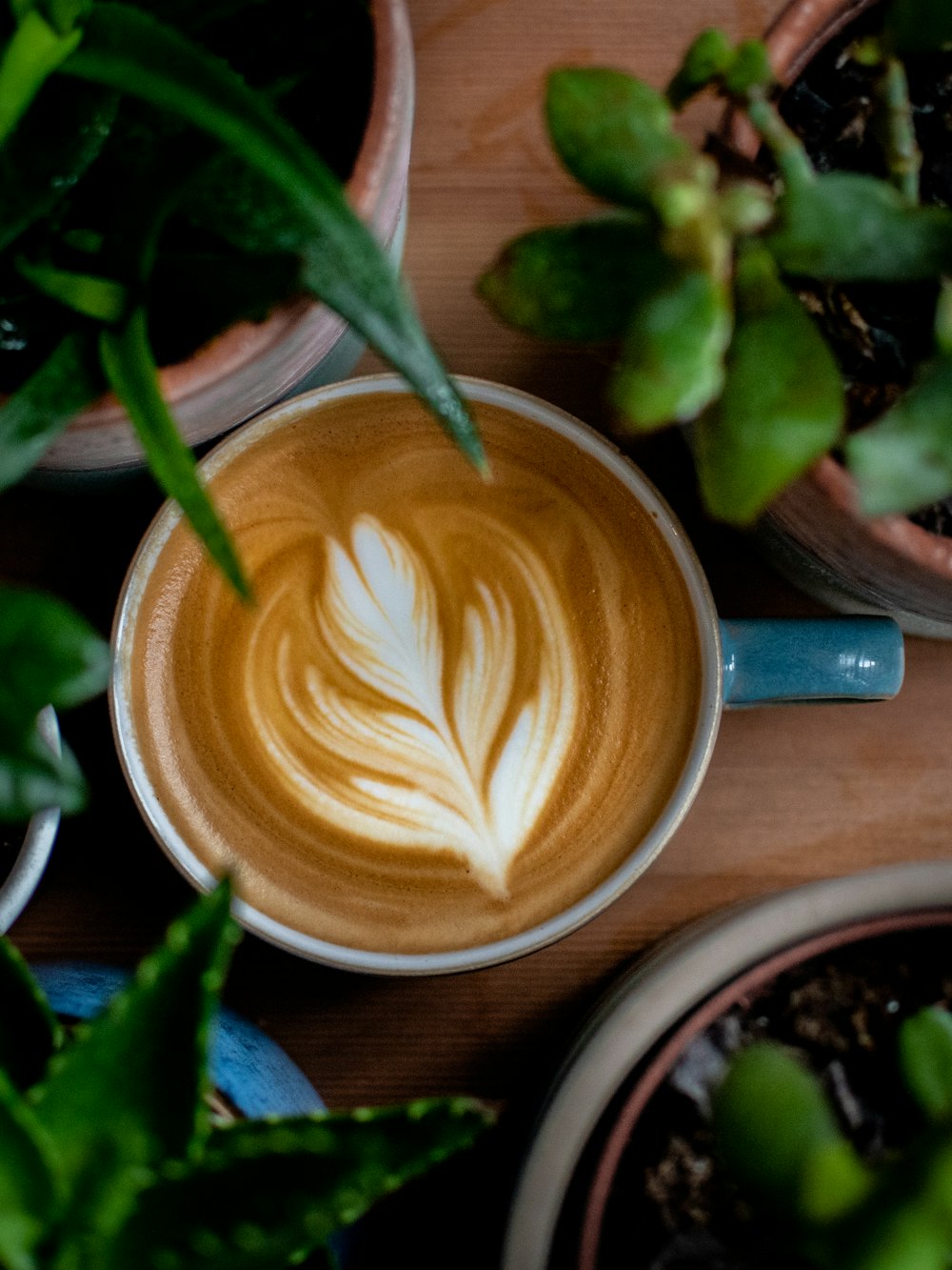 cup of brown coffee surrounded with green plants