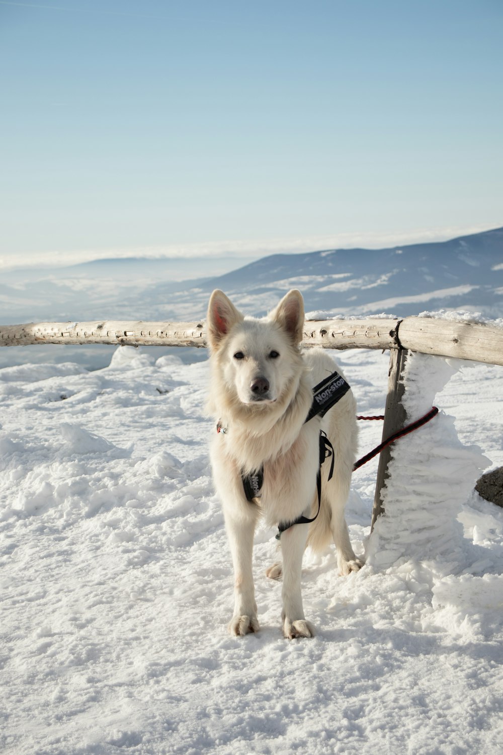 white dog