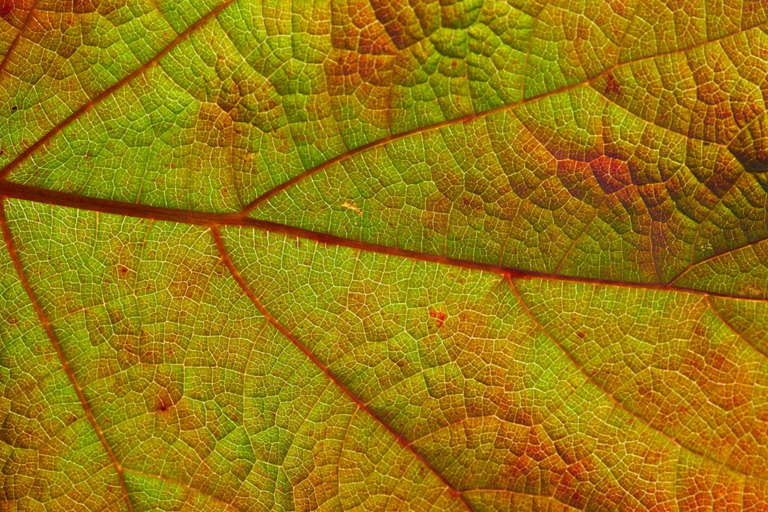 shallow focus photography of green and brown leaf