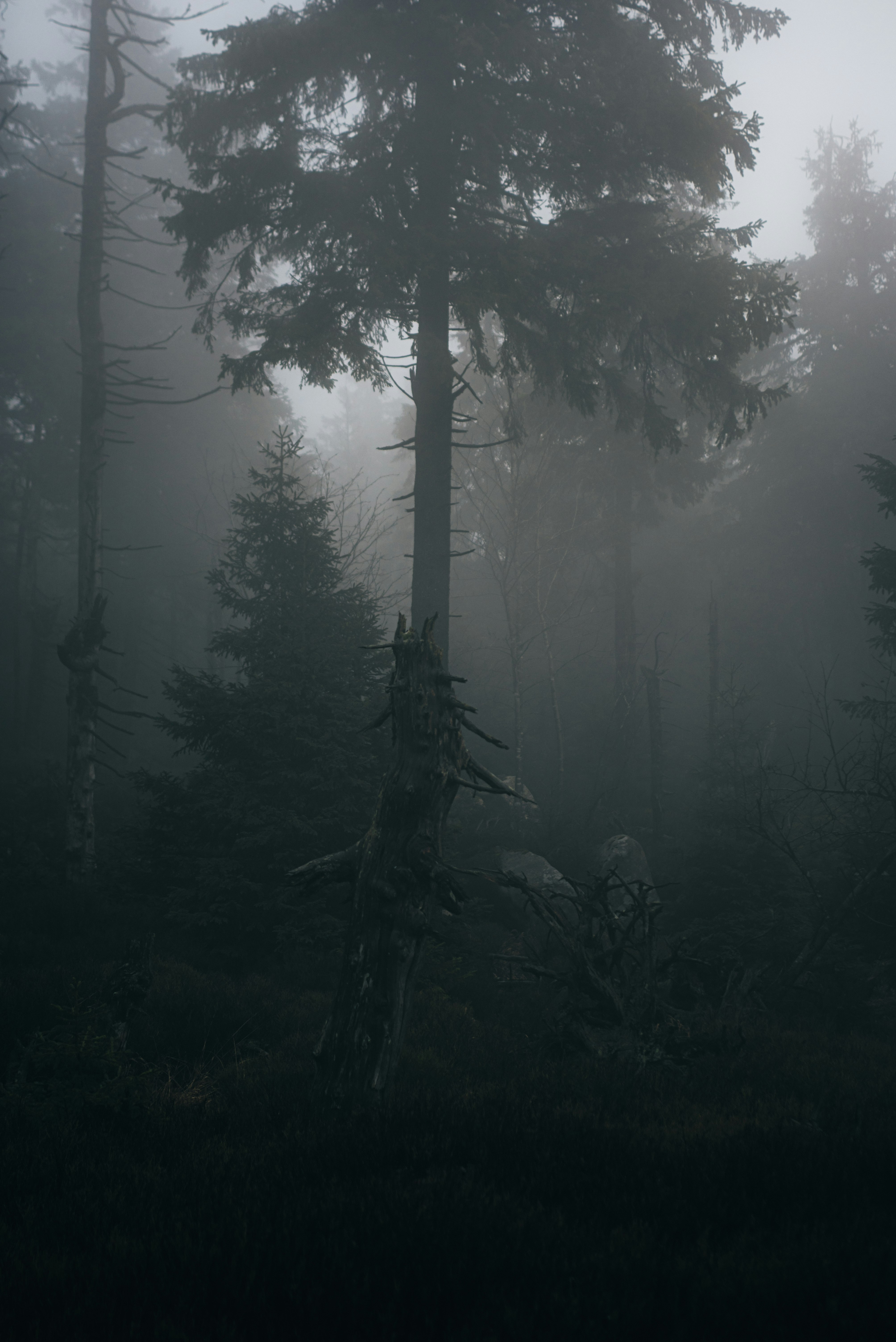 green-leafed tree