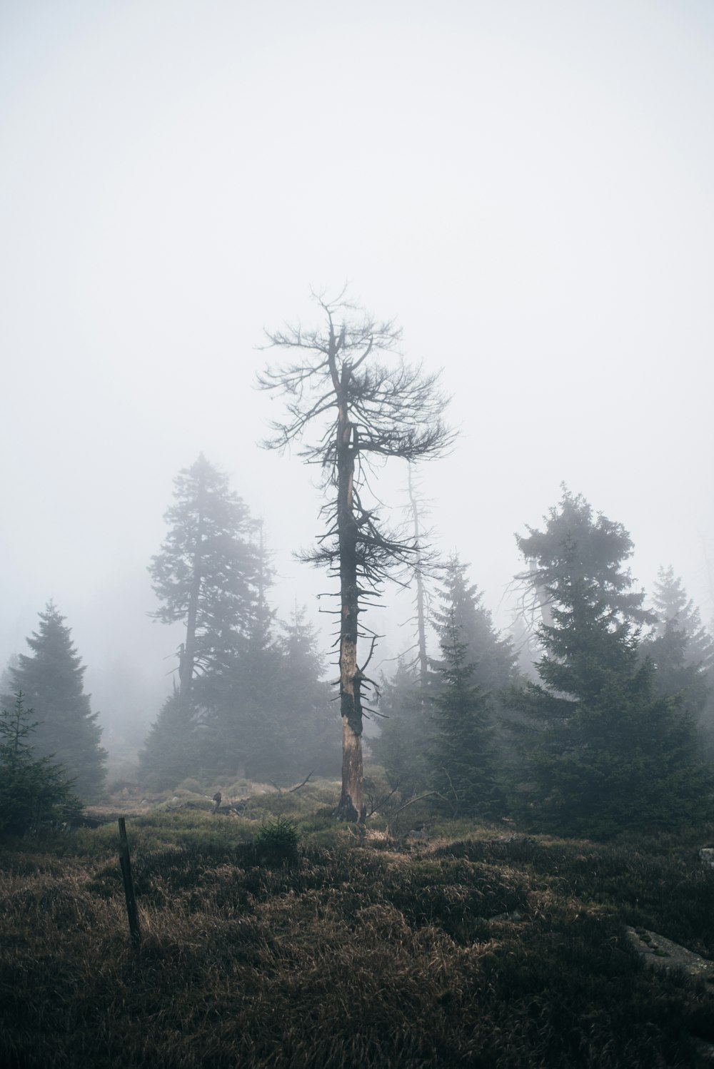 bare tree on field